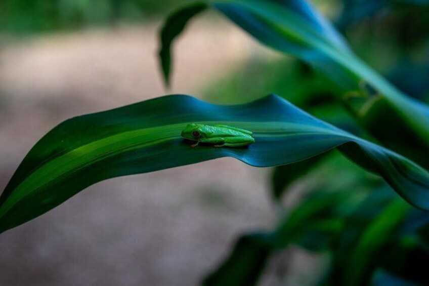 Una rana verde sobre una hoja. 3