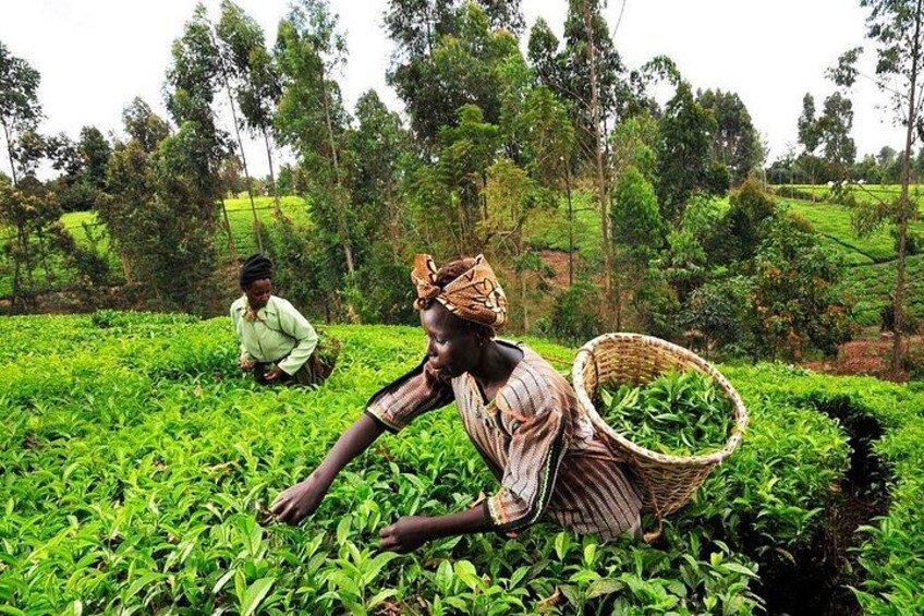 Nairobi Day Tour to Kiambethu Tea Farm and Lunch 5