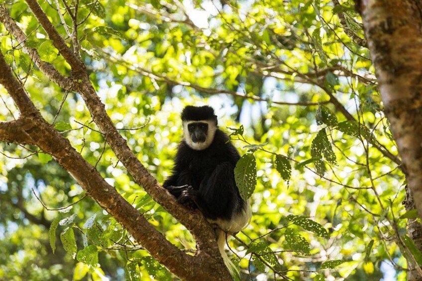 Nairobi Day Tour to Kiambethu Tea Farm and Lunch 4