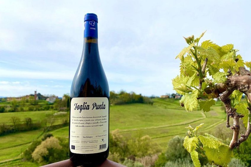 Una botella de vino Foglia Punta con un viñedo al fondo. 3