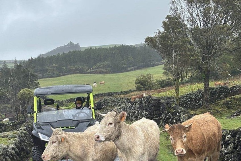 Happy Cows Buggy Tour 1