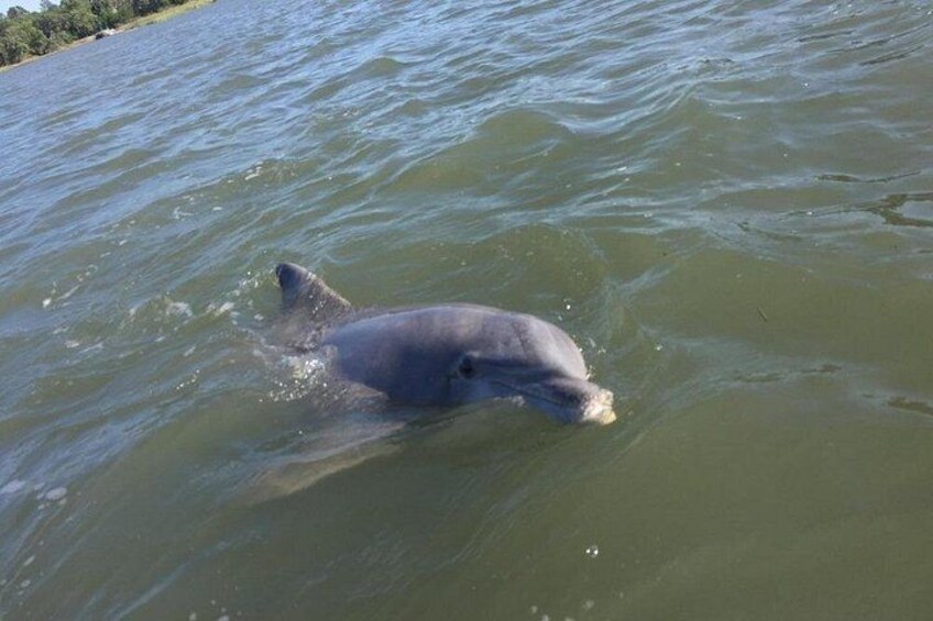 Morning Dolphin and Donut Cruise (Up to 10 Passengers) 2