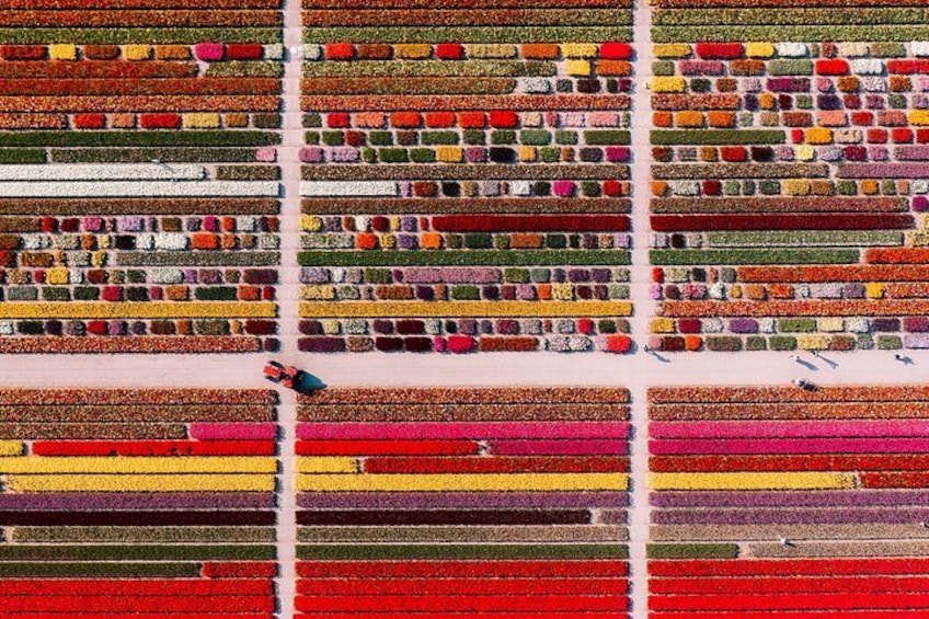 An aerial view of a large, organized flower field with rows of various colors. 2