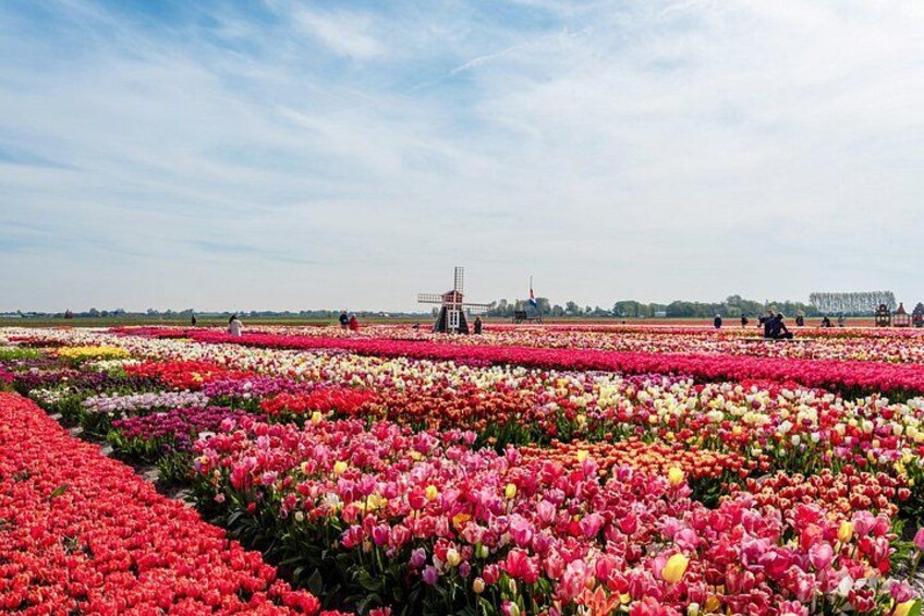 A tulip field with a windmill in the background. 1