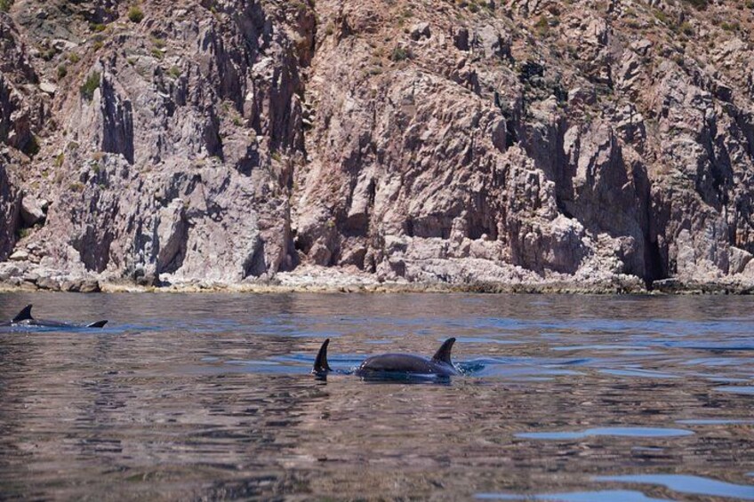 Dolphins along the Island 4