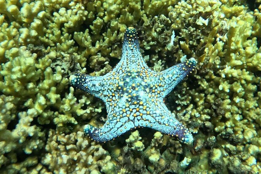 Sea Star in coral on the Island 5