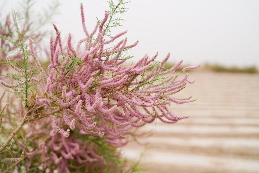 Et lyserødt blomstrende busk med en trækonstruktion i baggrunden. 4
