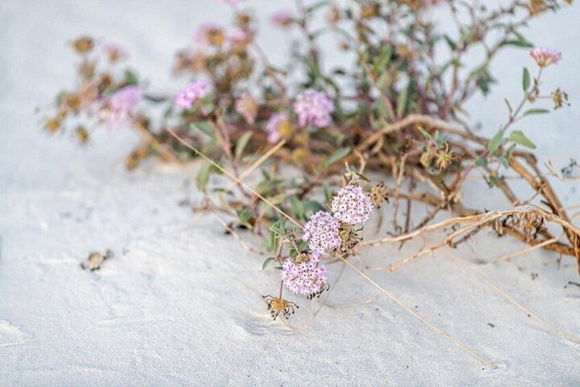 En plante med lyserøde blomster og visne blade på en sandoverflade. 5