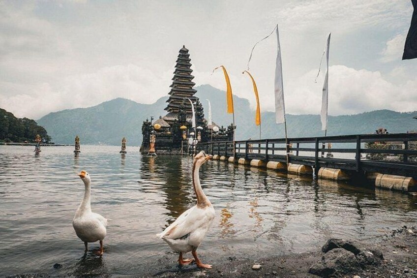 Two geese near a temple with a pagoda and flags on a lake. 2