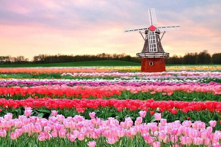 A windmill in a field of tulips. 5