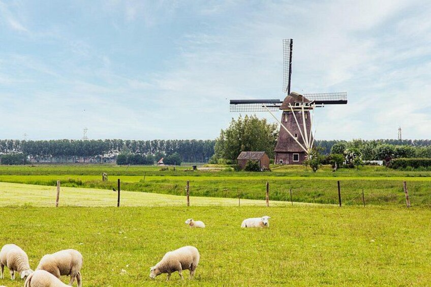 A windmill, sheep grazing, and a rural landscape. 2