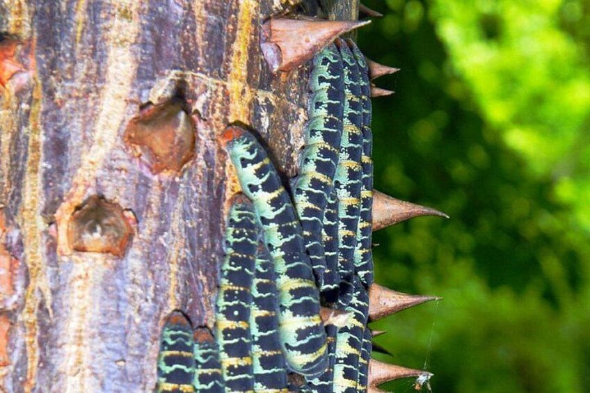 A snake with a patterned skin on a tree trunk. 1