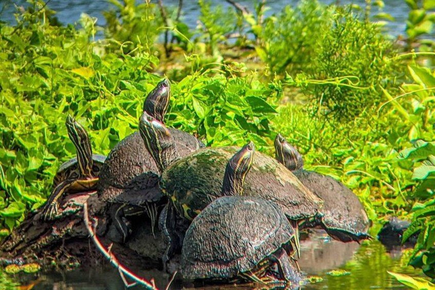 A group of turtles on a log surrounded by green vegetation. 4