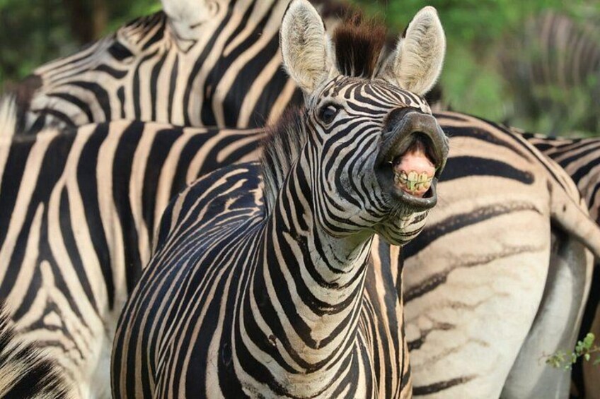 Zebre con caratteristiche strisce bianche e nere. 2