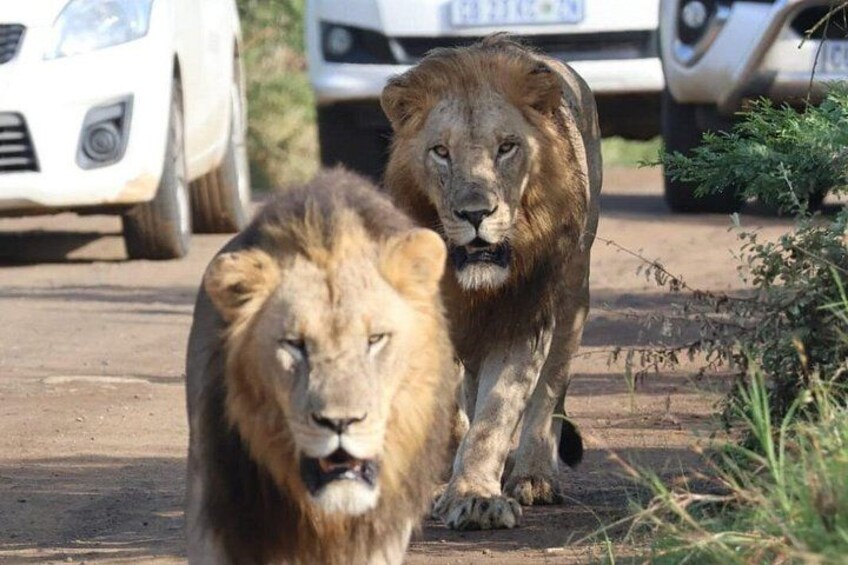 Due leoni che camminano su una strada sterrata, con veicoli sullo sfondo. 3