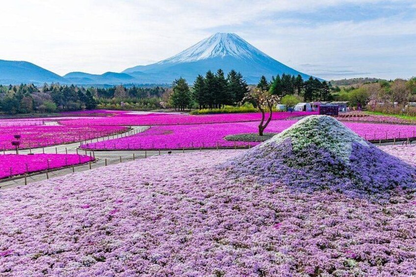 A field of pink flowers with a mountain in the background. 1