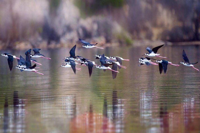 En flok fugle flyver over vandet. 5