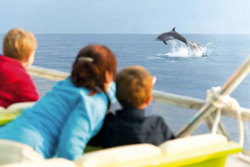 Picture 1 for Activity Alcudia: Dolphin Adventure Cruise 2