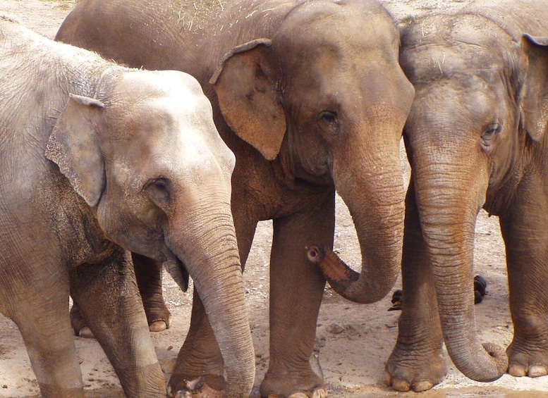 Picture 14 for Activity Benidorm: Terra Natura Theme Park 1-Day Tickets 2