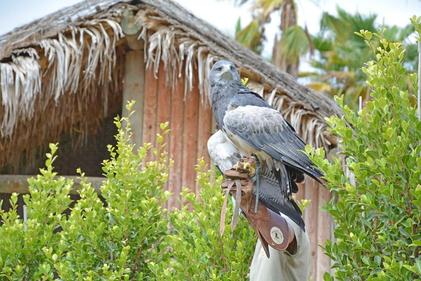 Picture 10 for Activity Benidorm: Terra Natura Theme Park 1-Day Tickets 4