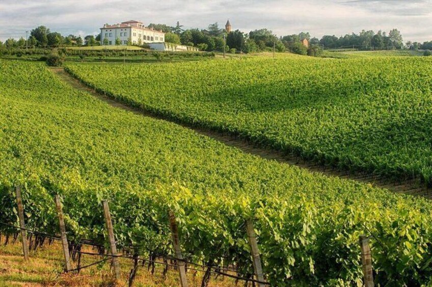 Amazing Winery 3