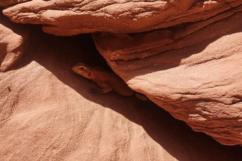 Animal sight seeing in Antelope Canyon 4