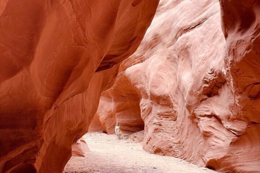 Antelope Canyon Kayak and Hike, Swim optional 3