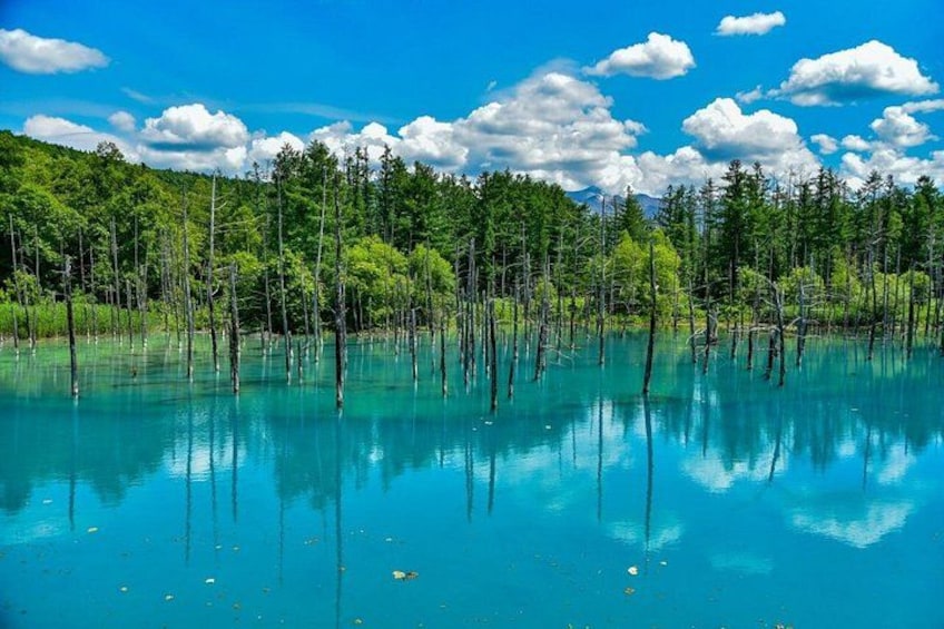 A forest with standing trees in a body of water, clear sky, and clouds. 2