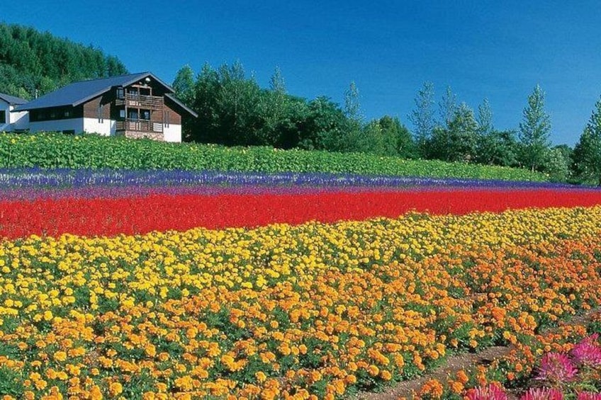 A field of colorful flowers with a wooden house in the background. 1
