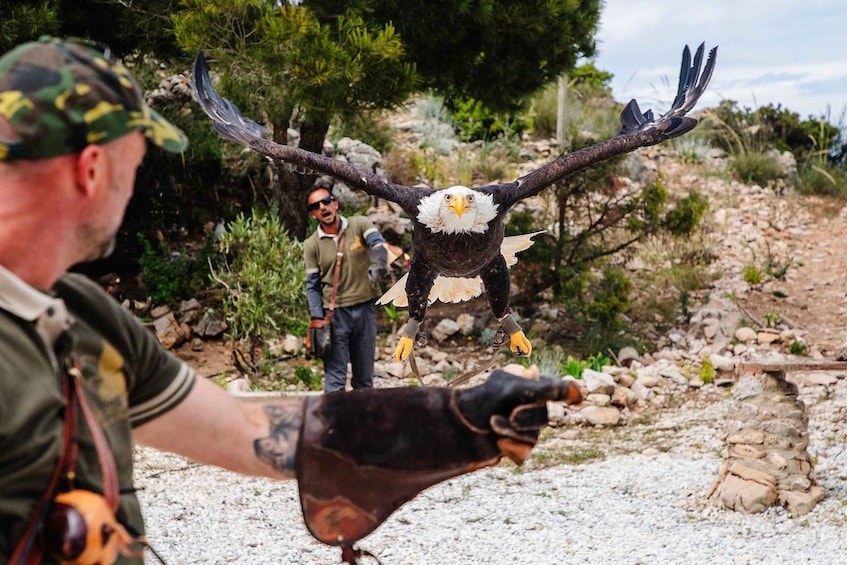 A person holding a large bird of prey, possibly an eagle, with outstretched wings. 3