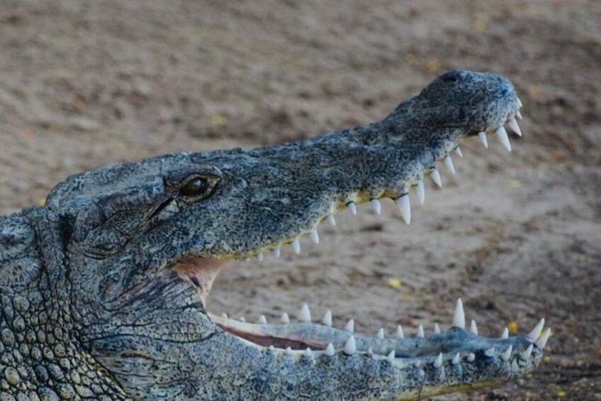 South Mauritius: Crocodile Park, 7-Coloured Earth and Lunch 1