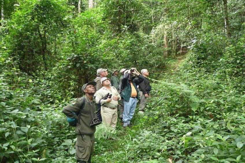 A group of people hiking in a dense forest. 2