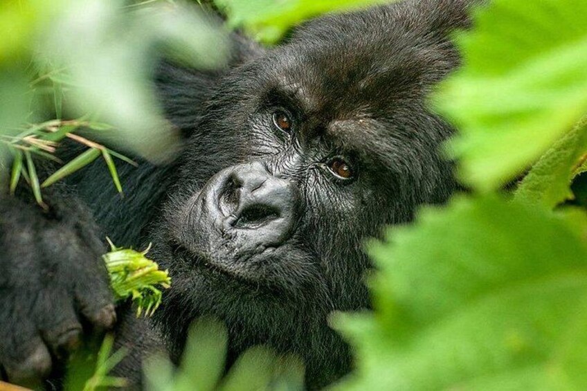 A gorilla partially hidden by foliage. 3