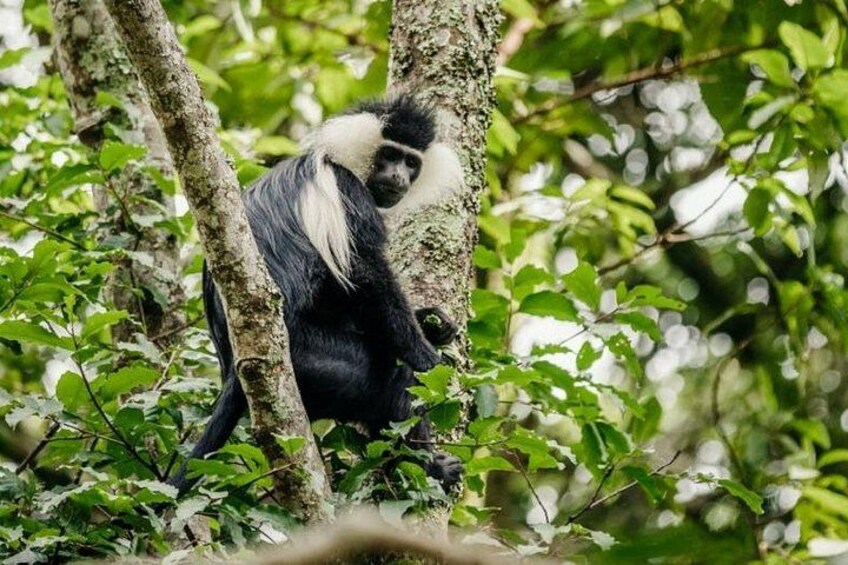 A black and white monkey sitting on a tree branch surrounded by green foliage. 3