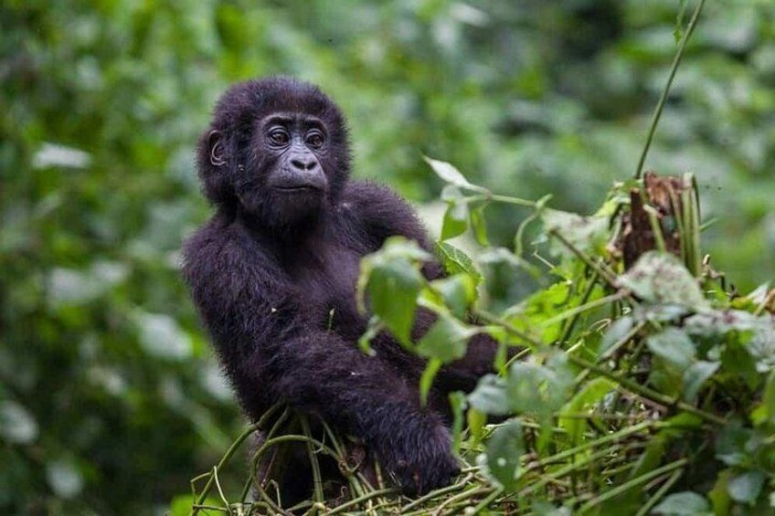 A gorilla sitting amidst dense green foliage. 2