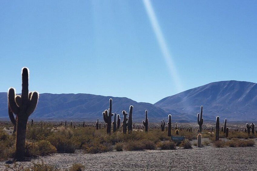 Cachi Full Day Tour with Los Cardones National Park 5