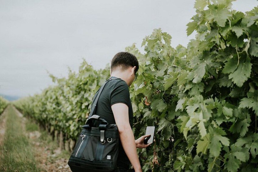 Walking among vineyards 2