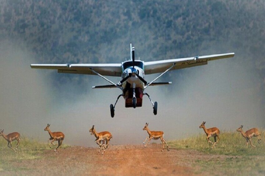 A small aircraft flying low over a herd of deer on a dirt road. 1