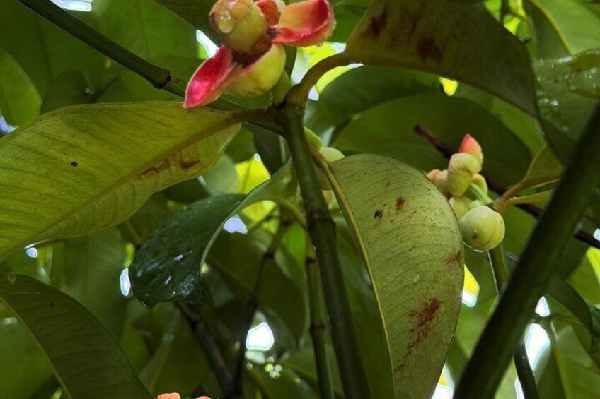 Soma Garden All Inclusive Tropical Fruit Farm Tour 2