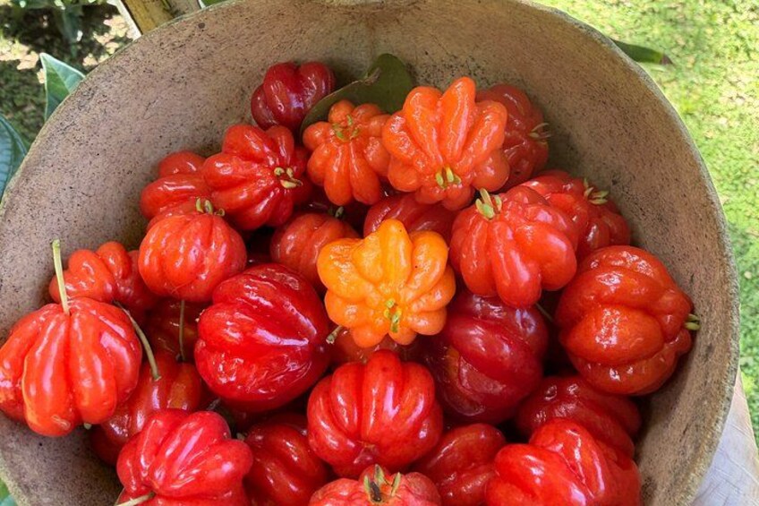 Eine Schüssel mit roten und orangen Früchten, möglicherweise Sternfrüchten, vor einem grünen Hintergrund. 5
