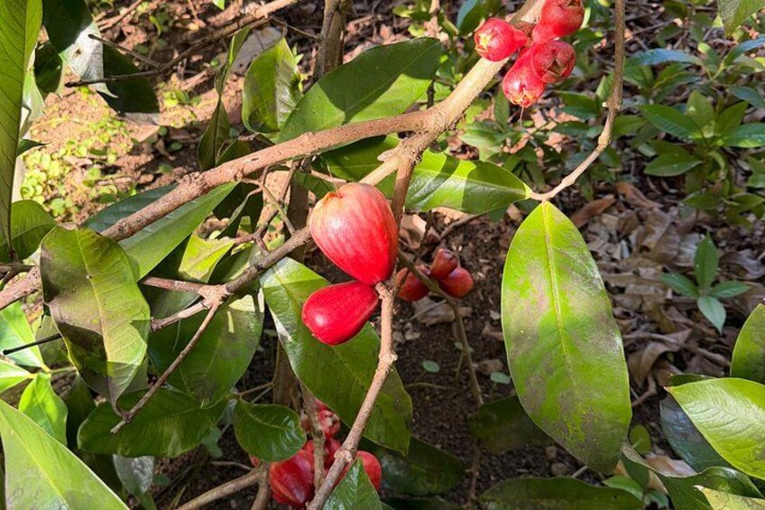 Eine Pflanze mit roten Früchten und grünen Blättern. 4