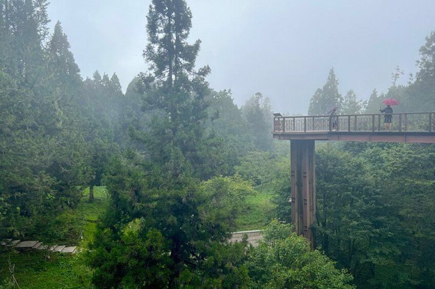 Alishan Join-in Day Tour from Chiayi (Incl. Park Entrance) 2