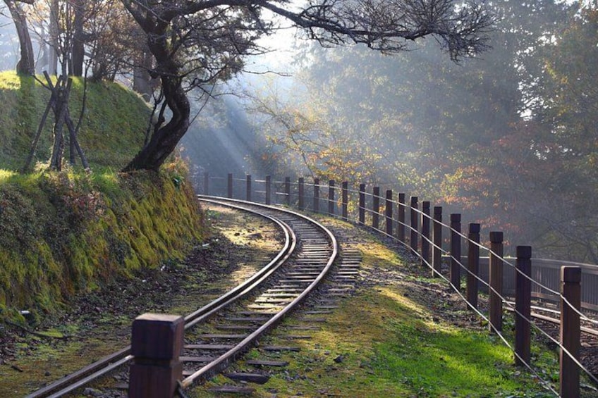 Alishan Join-in Day Tour from Chiayi (Incl. Park Entrance) 4