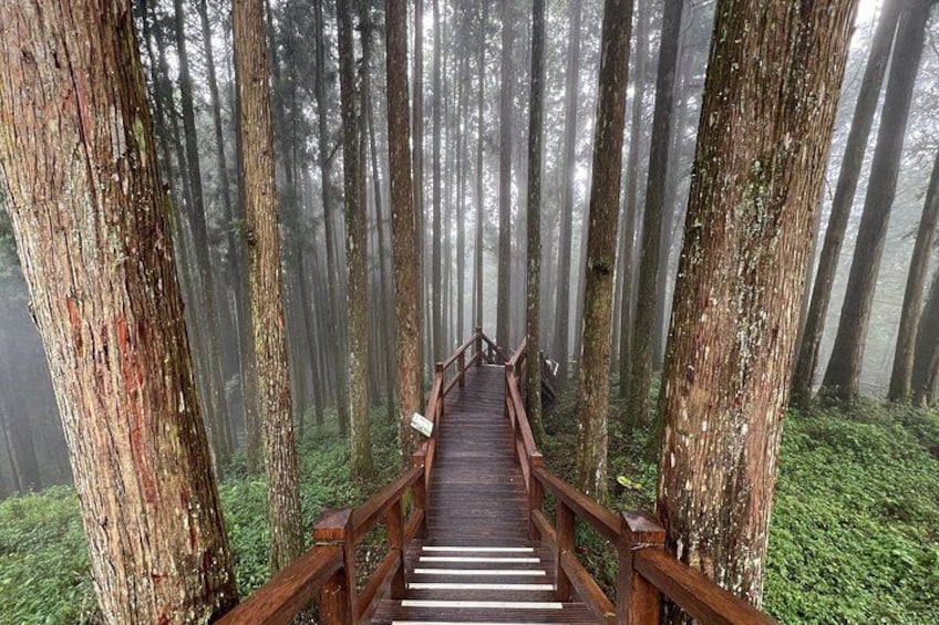 Alishan Join-in Day Tour from Chiayi (Incl. Park Entrance) 2