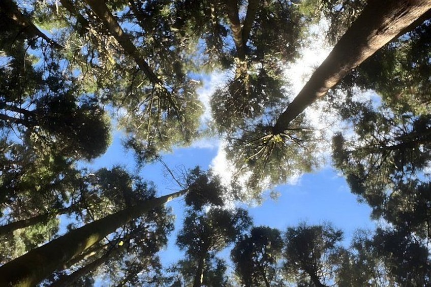 Alishan Join-in Day Tour from Chiayi (Incl. Park Entrance) 5