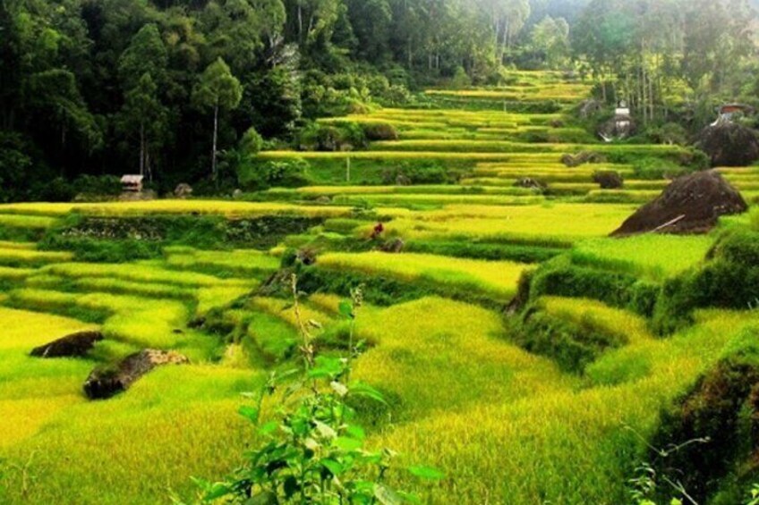 Toraja Multiday Tour from Makassar 5