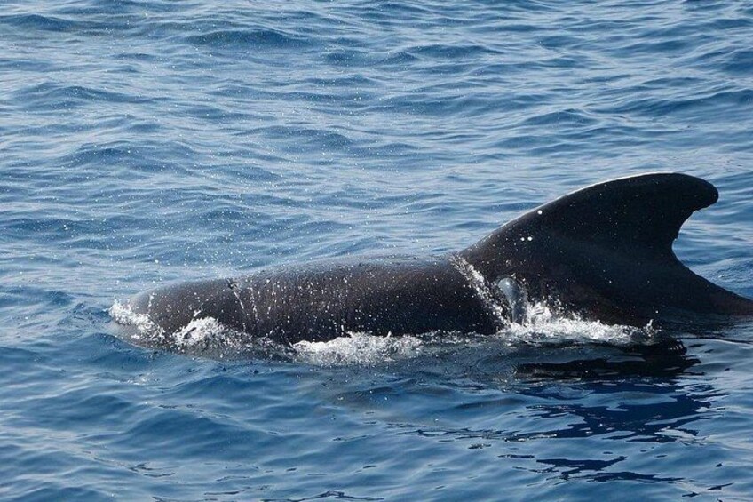 A whale's tail emerging from the water. 3