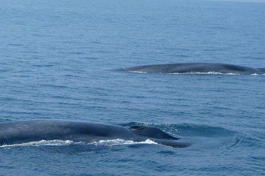 Three whales swimming in the ocean. 2