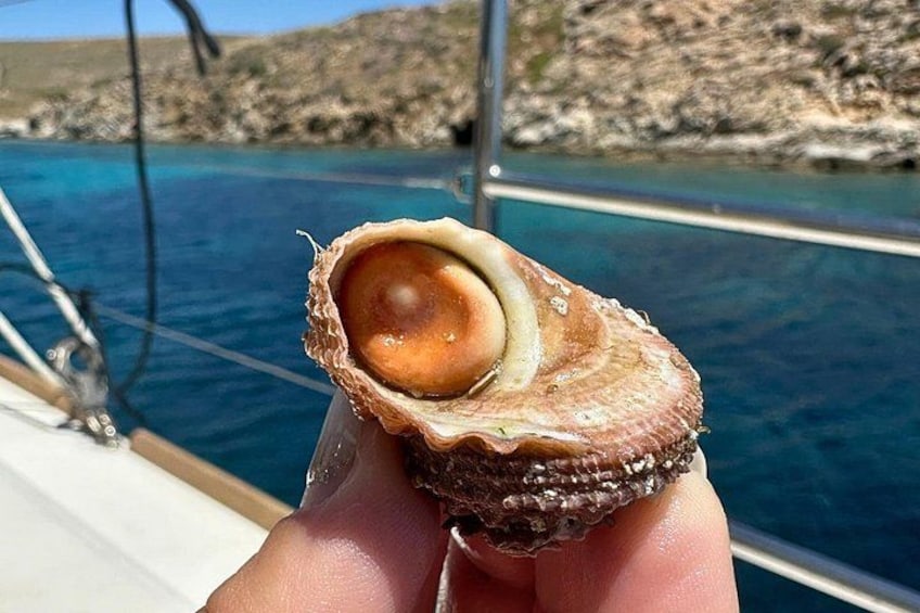 A person holding a half-open shell with a visible interior. 5