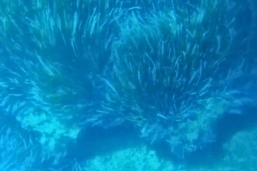 Plantes aquatiques sous-marines. 3